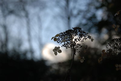 Close-up of wilted plant against sky