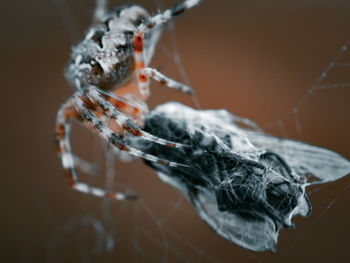 Close-up of spider on web