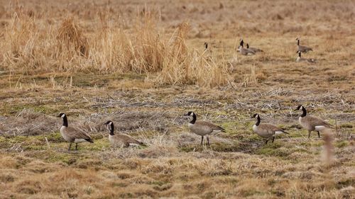 Flock of birds on field