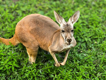 Close-up of deer on field