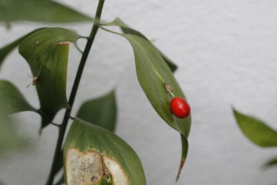 Close-up of red berries on plant