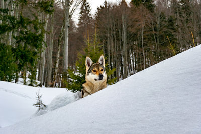 Portrait of dog on snow covered land