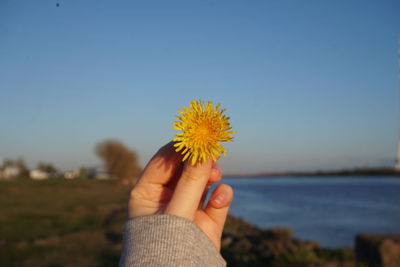 Close-up of hand holding dandelion flower against sky