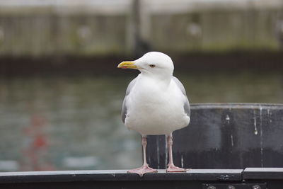 Close-up of seagull perching on water