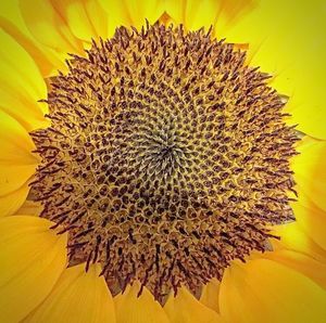 Close-up of sunflower