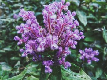 Close-up of purple flowers