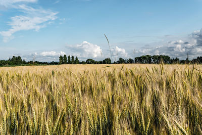 Scenic view of wheat field against sky