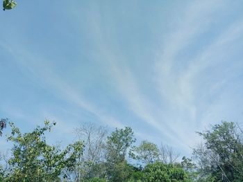 Low angle view of trees against sky