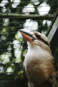 Close-up of kookaburra perching against fence at parc des oiseaux