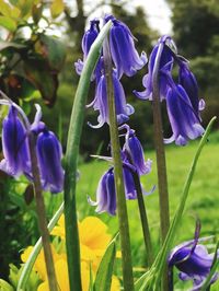 Close-up of purple flowers