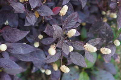 Close-up of flowering plant leaves
