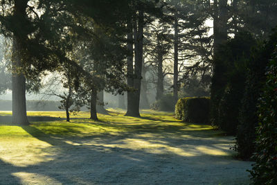 Trees in park