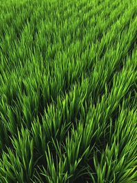 Full frame shot of fresh green field