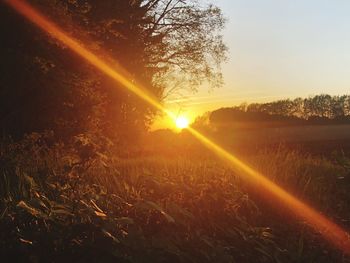 Sunlight streaming through trees on field during sunset