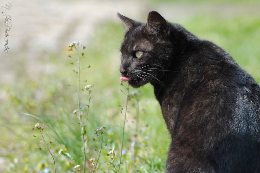 one animal, animal themes, mammal, pets, domestic animals, black color, focus on foreground, grass, close-up, domestic cat, looking away, field, nature, outdoors, feline, animal head, whisker, day, no people, sitting