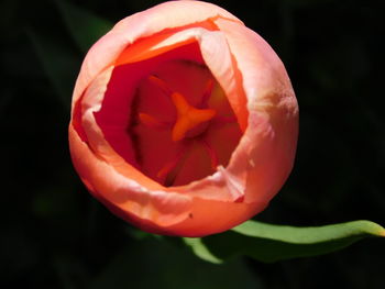 Close-up of red rose flower