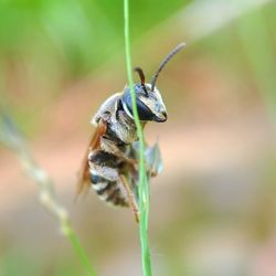 Close-up of insect on plant