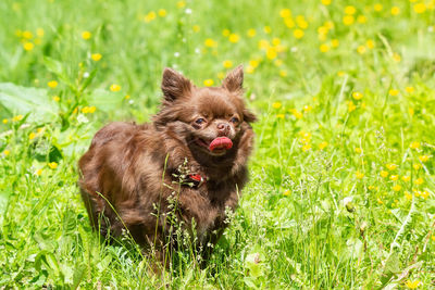 Black dog in a field