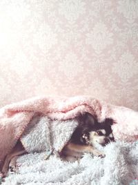 Portrait of dog relaxing at home