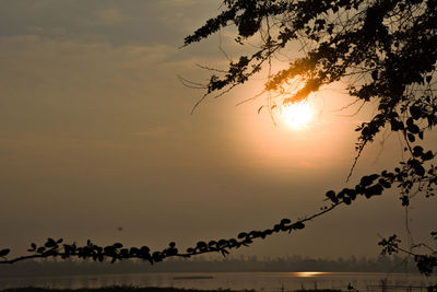 Silhouette birds against sky during sunset