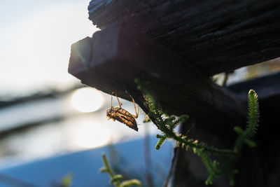 Close-up of insect on wood