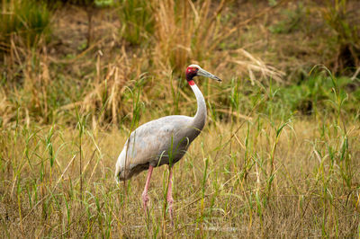 Side view of a bird in field