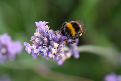 Close-up of bumblebee pollinating on purple flower