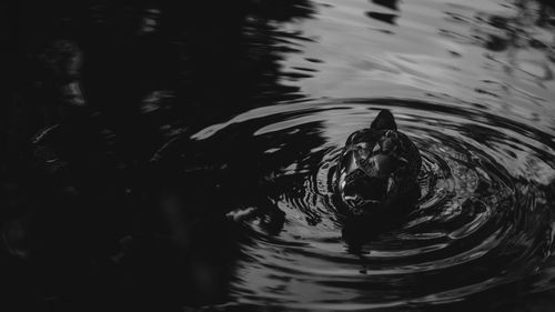 Reflection of trees in water