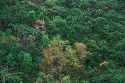 Full frame shot of trees in forest