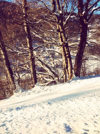 Bare trees on snow covered landscape