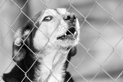 Close-up of a cat in cage