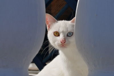 Close-up portrait of white cat