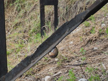 View of a bird on tree trunk