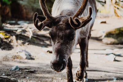Close-up of a horse on field