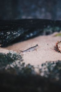 Close-up of insect on rock