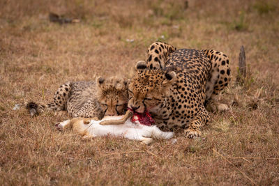 Cheetahs eating animal on field