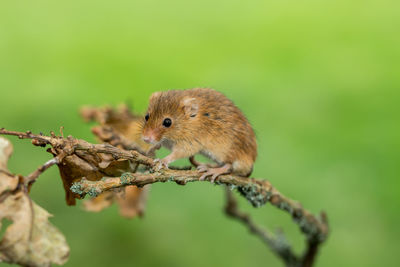 Close-up of a harvest mouse on twig