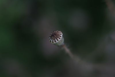 Close-up of flowering plant