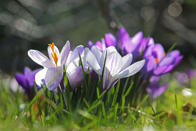 Close-up of purple crocus blooming outdoors