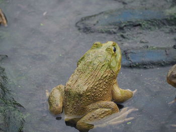 Close-up of lizard in water