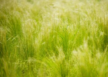 Close-up of wheat field