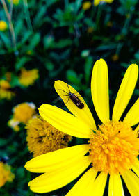 Close-up of butterfly pollinating on yellow flower