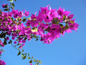 Close-up of pink bougainvillea flowers against clear sky