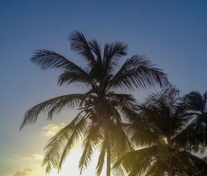 Low angle view of palm trees against clear sky