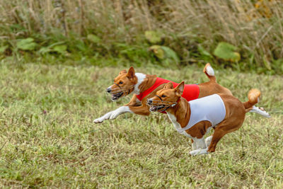 Dogs running on field