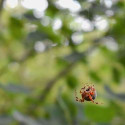 Close-up of ladybug on leaf