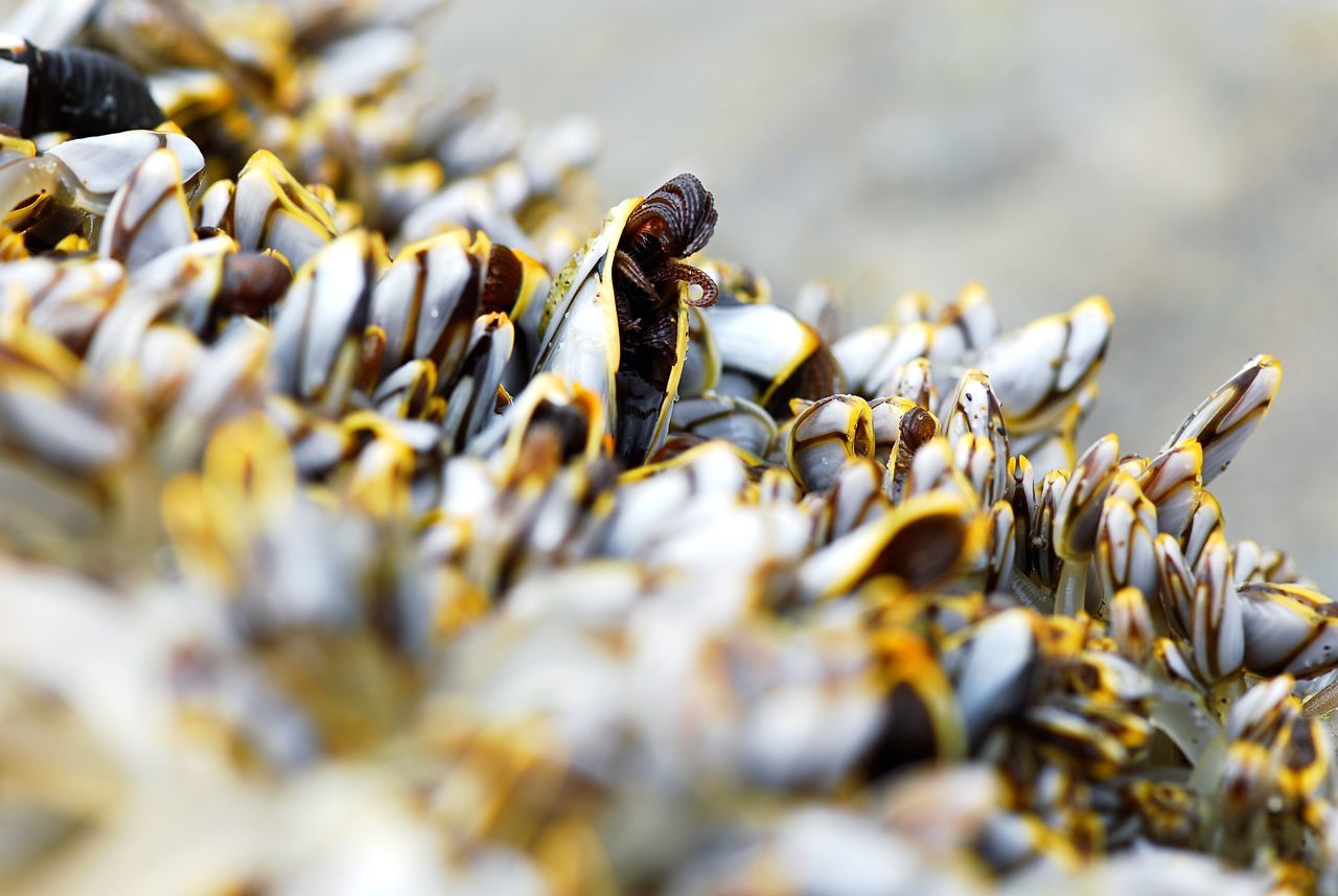 animal themes, animals in the wild, wildlife, insect, one animal, selective focus, close-up, nature, focus on foreground, day, outdoors, zoology, no people, bee, rock - object, ant, high angle view, abundance, beauty in nature