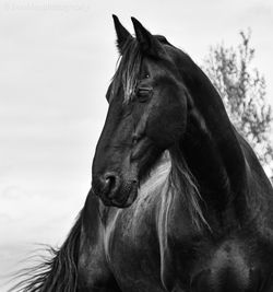 Close-up of a horse