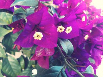 Close-up of pink flowering plant