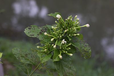 Close-up of fresh green plant